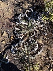 Cirsium occidentale