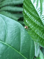 Carrhotus sannio