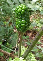 Amorphophallus paeoniifolius