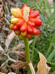Amorphophallus paeoniifolius