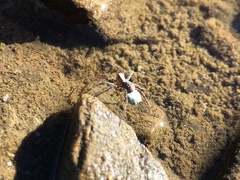 Pardosa