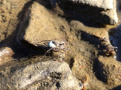 Pardosa