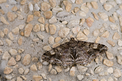 Alcis taiwanovariegata