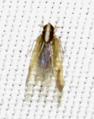 Tagosodes orizicolus