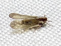 Tagosodes orizicolus