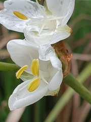 Libertia