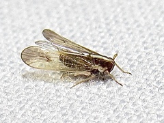 Tagosodes orizicolus