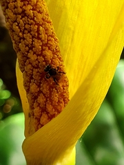 Tetragonula carbonaria