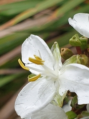 Libertia