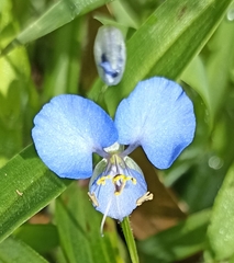 Commelina benghalensis