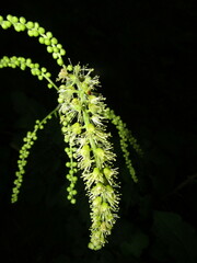 Actaea cimicifuga