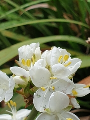 Libertia