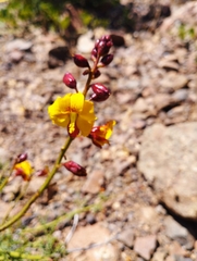 Erythrostemon angulatus