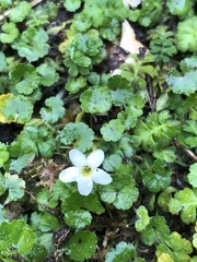 Ellisiophyllum pinnatum