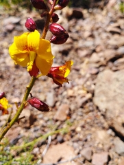Erythrostemon angulatus