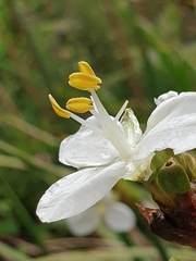 Libertia