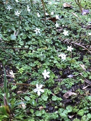 Ellisiophyllum pinnatum