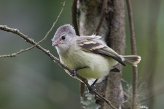 Camptostoma obsoletum