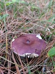Russula caerulea