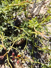 Erythrostemon angulatus