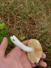 Russula caerulea