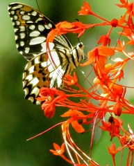 Papilio demoleus libanius