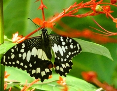 Papilio demoleus libanius