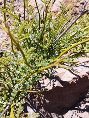 Erythrostemon angulatus