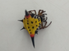 Macracantha hasselti