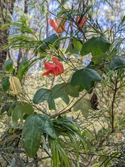 Passiflora aurantia aurantia