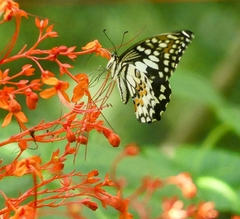 Papilio demoleus libanius