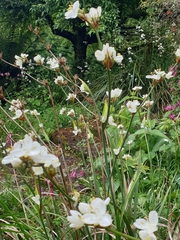 Libertia