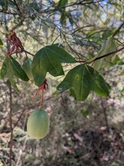 Passiflora aurantia aurantia