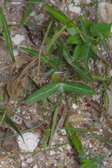 Passiflora tenuiloba