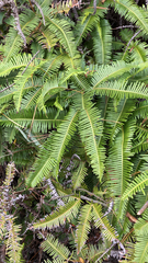 Dicranopteris linearis