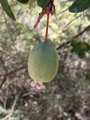 Passiflora aurantia aurantia
