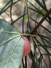 Passiflora aurantia aurantia