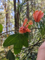 Passiflora aurantia aurantia