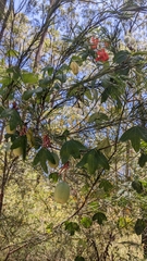 Passiflora aurantia aurantia