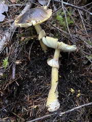 Amanita augusta