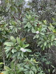 Tabebuia cassinoides