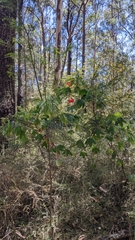 Passiflora aurantia aurantia