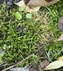 Hygroamblystegium varium