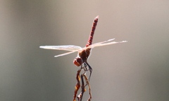 Sympetrum corruptum