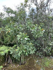 Tabebuia cassinoides