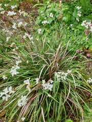 Libertia