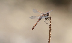 Sympetrum corruptum