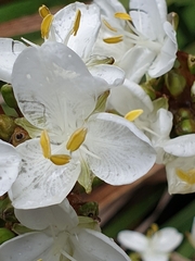 Libertia
