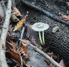 Bolbitius aleuriatus