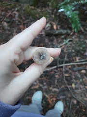 Bolbitius aleuriatus